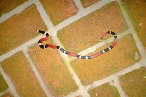 Una serpiente coral en zona urbana de La Cumbre